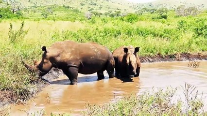 10 Most Recent Extinct Animals With Rare Videos