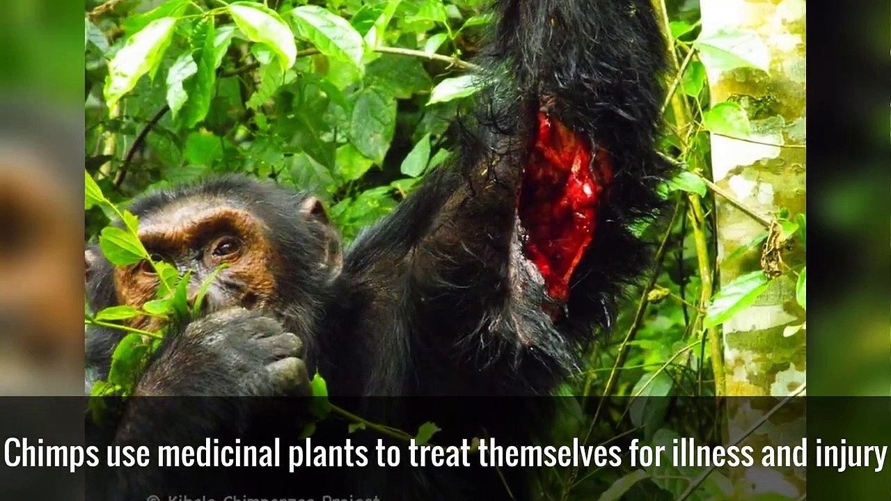 20 Interesting Facts About Chimpanzees