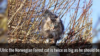 9 Of The World's Biggest Pets