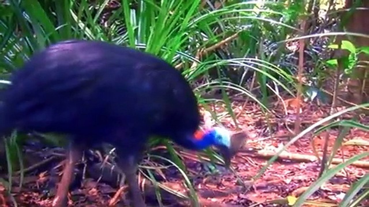 10 Ancient Flightless Birds That Are Still Alive Today