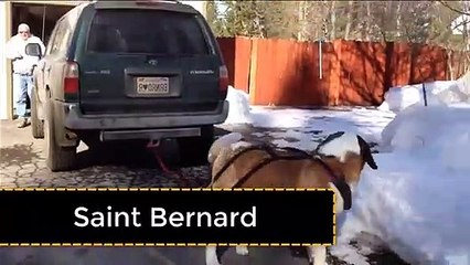 Most Powerful Dog Breeds in the World