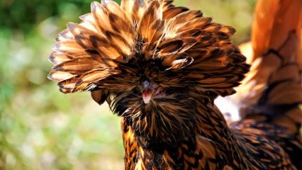 Chicken Breeds You Won't Believe Actually Exist