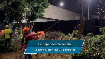SEDEMA derriba 80 árboles en la Embajada de EU en México