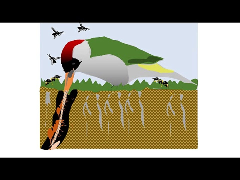 Poésie et insectes 4