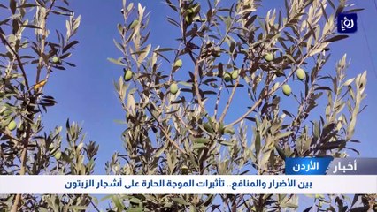 بين الأضرار والمنافع.. تأثيرات الموجة الحارة على أشجار الزيتون