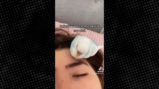 Akıcı Türkçe konuşan kuş, izleyenleri kendisine hayran bıraktı