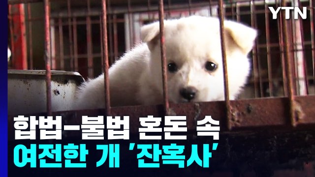 전기 꼬챙이에 찔려 ...개식용 합법-불법 혼돈 속 여전한 '잔혹사' / YTN