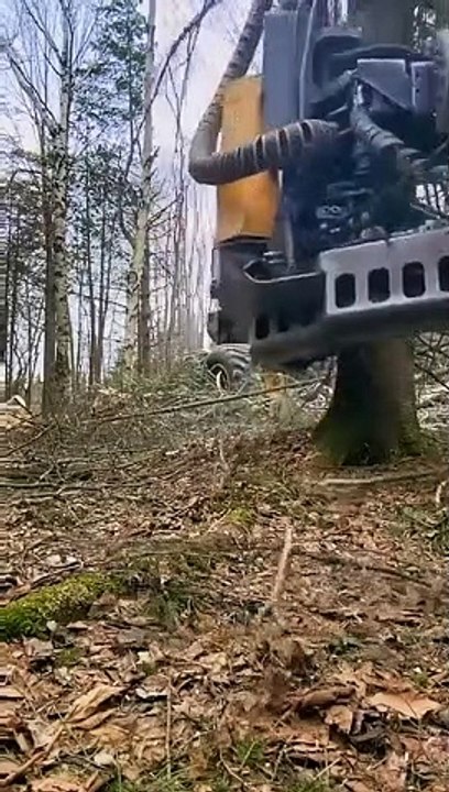 Tree cutting machine work properly