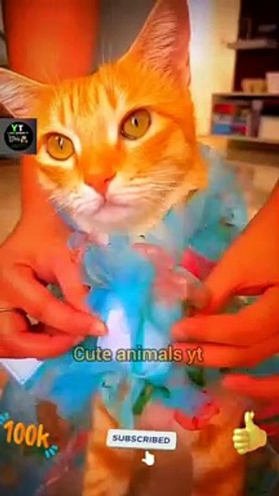 Really Very Cute Cat Video _ Amazing Animals Video _ Cute Animals Yt #shorts #animals #viral #cat