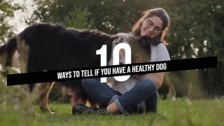 10 Ways To Tell If Your Dog is Healthy