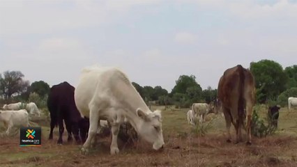 tn7-criadores-de-ganado-enfrentan-altos-costos-de-produccion-y-caidas-en-subastas-270822