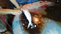 Exclusive Hilsha Fish Cutting Amazing Video | Best Way of Fish Cutting | Fish Cutting Bangladesh
