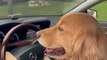 Dog Cruises Down Street in Luxury Car Wearing Bow Tie