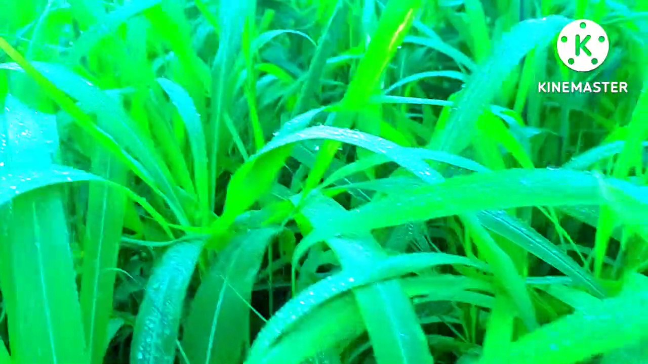 My first vlog