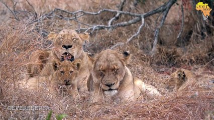 Lion cubs big struggle for survival