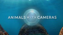 Animals with Cameras 2 - BBC 2022 Special Two Hours Episode - HD