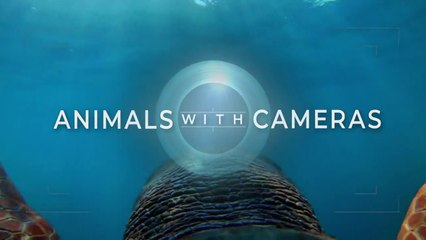 Animals with Cameras 2 - BBC 2022 Special Two Hours Episode - HD