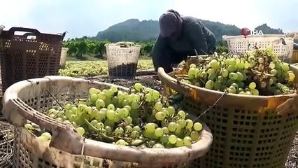 Manisa'da tonlarca üzümü sel suları götürdü