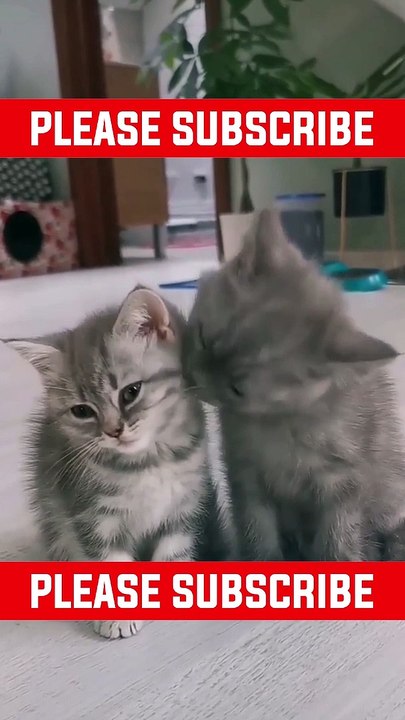 How Zach King Gets Away With Doing Graffiti #viral #Short #Trending