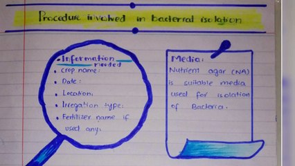 Isolation Of Bacteria | How To Isolate Plant Pathogenic Bacteria