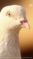 जानवरों को दुनिया ऐसी दिखती है _ How Animals see the World  #shorts #facts