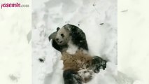 Pandalardan bir ilginçlik daha! Canı sıkılan pandanın sevimli hareketleri