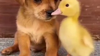 Cute Dog Friendship।। Funny Dog Hilarious Video।।funny dog save freindsPets Video।। Funny Animals video