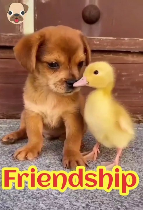 Cute Dog Friendship।। Funny Dog Hilarious Video।।funny dog save freindsPets Video।। Funny Animals video