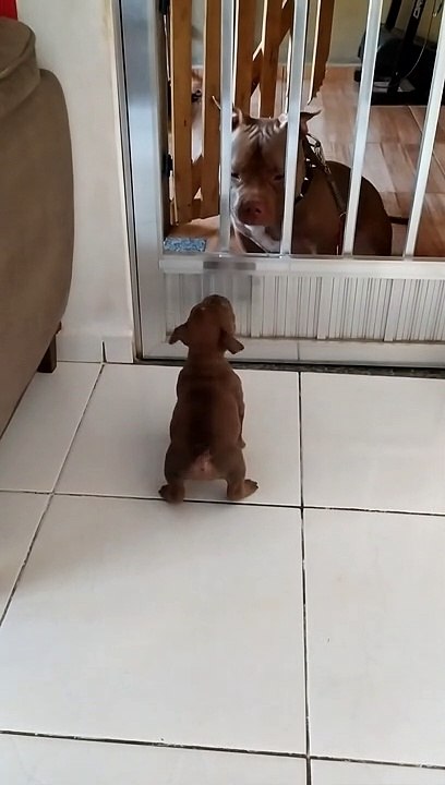 Little Pup Gets Scared by Big Dog