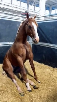 SOo funny horses , most beautiful horse, horses training, pony, horse, pferd, # shorts, equestrian