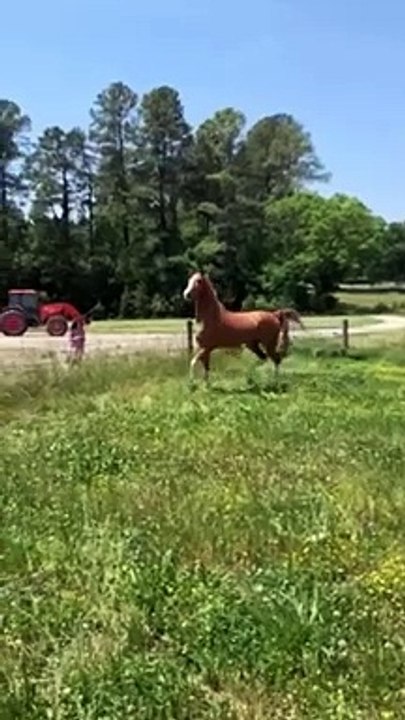This will melt your heart ❤️, horses training, pony, horse, pferd, # shorts, equestrian