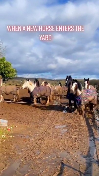 Too close for comfort ❤️_, horses training, pony, horses running, horse, pferd, # shorts, ponies