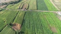 Bingöl gündem haberi | Bingöl Ovası'nda atıl araziler silajlık mısır üretimiyle canlandı