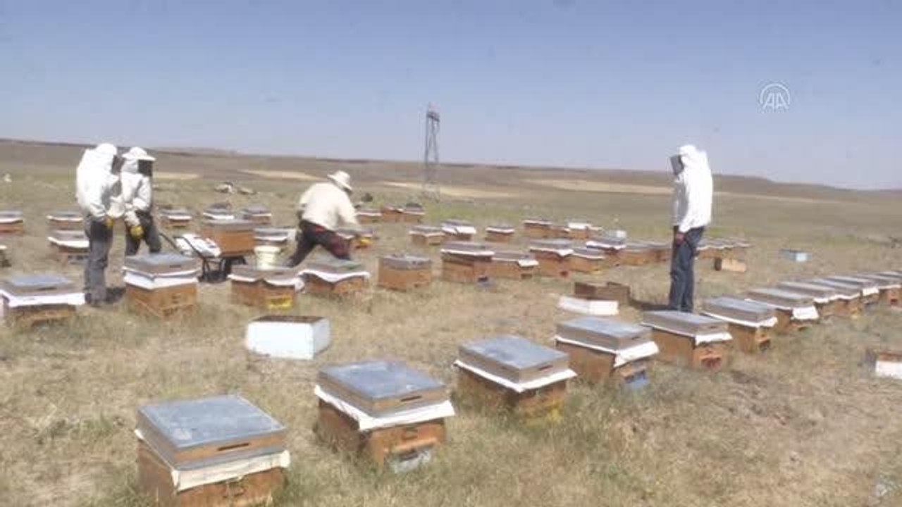 Kars haberi | Yağışlarla bitki çeşitliliğinin artması tescilli Kars balının kalitesini artırdı