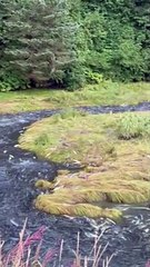 Alaskan River is Completely Filled with Salmon