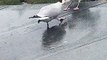 Seagulls Fight Over Food