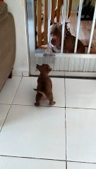 Little Pup Gets Scared by Big Dog