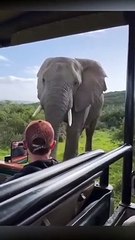 Un éléphant leurs rend visite pendant leurs vacances