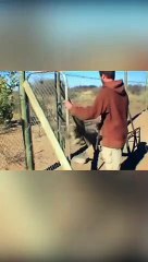 DES ANIMAUX RÉUNIS AVEC LEURS PROPRIÉTAIRES APRÈS DES ANNÉES #shorts