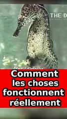 Comment les choses fonctionnent réellement #shorts