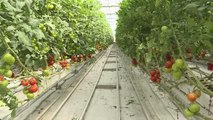 Jeotermal kaynakla üretilen domates, Tarım Kredi Kooperatif marketlerinde satılacak