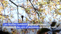 Face à la chaleur, les arbres parisiens perdent déjà leurs feuilles