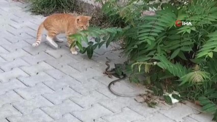 Kediyle yılanın oyunu kamerada