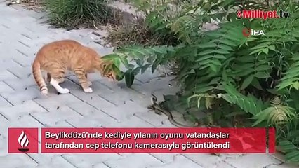 Beylikdüzü'nde kediyle yılanın oyunu kamerada