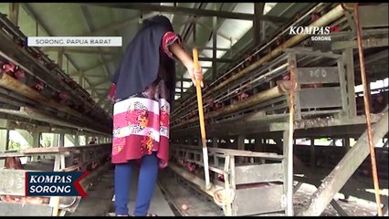 Takut Merugi Peternak Tidak Naikan Harga Telur Ayam