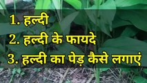 हल्दी का पौधा कैसे लगाएं ? haldi ka podha kaise lagaye | turmeric benefits |  how to grow turmeric