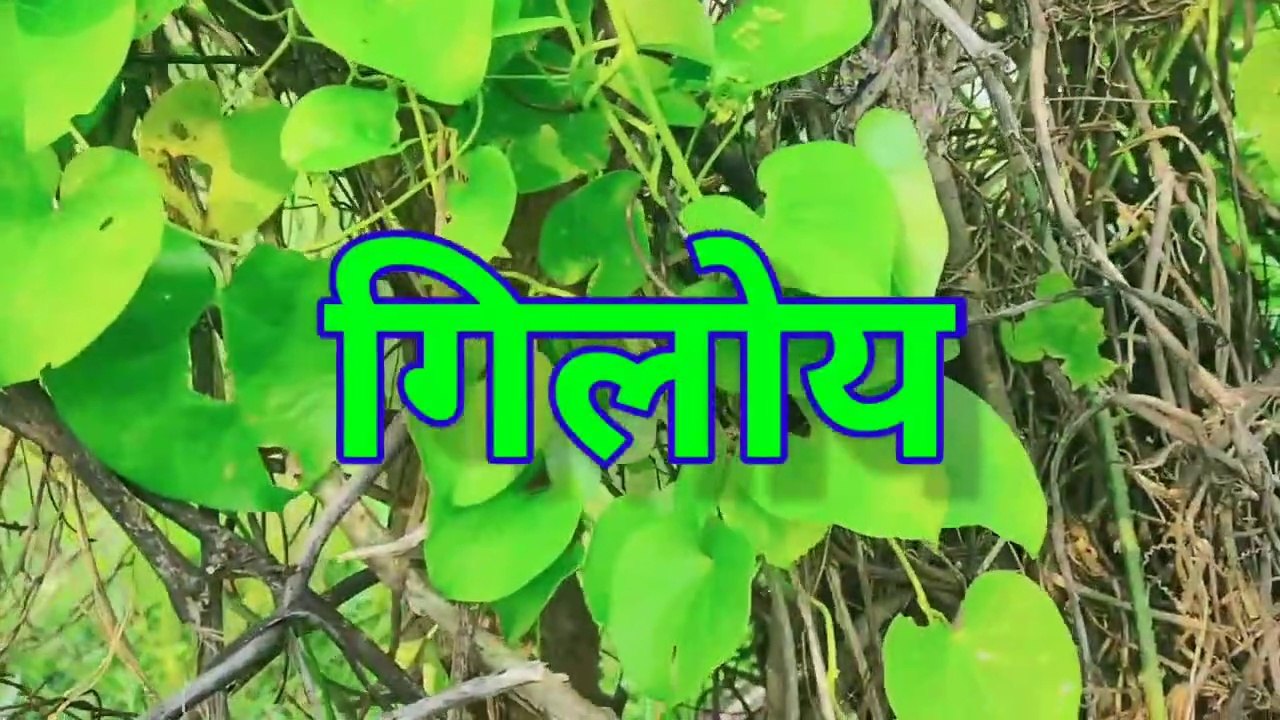 गिलोय का पौधा को कैसे पहचाने? Giloy benefits in hindi tree giloy