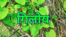 गिलोय का पौधा को कैसे पहचाने? | Giloy benefits in hindi | tree | giloy ka paudha