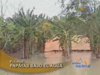 PAPAYAS BAJO EL AGUA - PUCALLPA