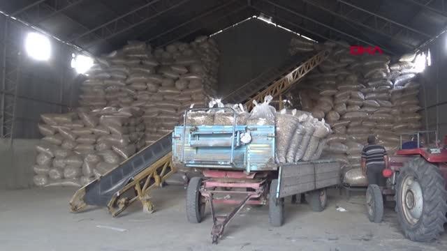 3 İLÇEDEN 1400 TON HAŞHAŞ KAPSÜLÜ ALINACAK